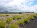 Fahrt auf der Saddle Road Richtung Waimea